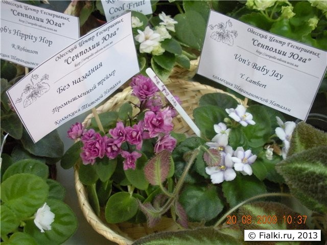 Выставка "Золоты Ручки 2010"