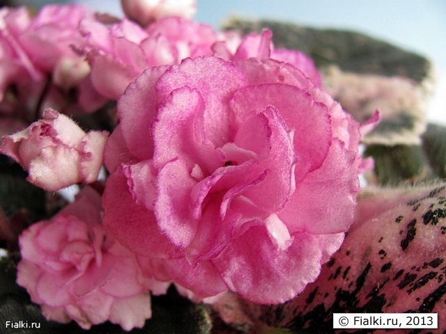 Rebel's Rose Bud