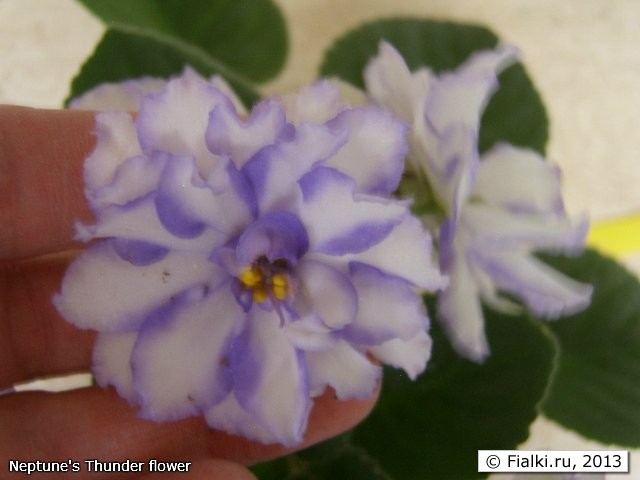 Neptune's Thunder flower