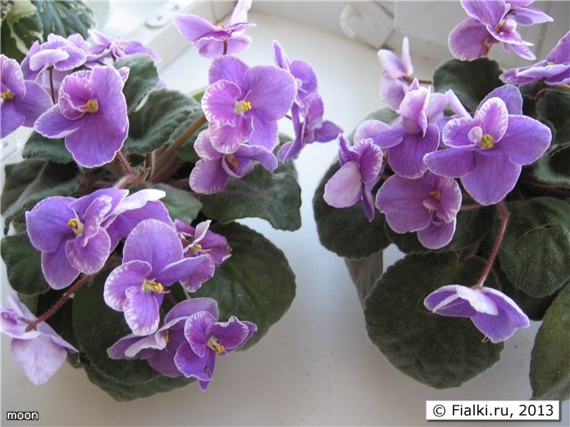 карн