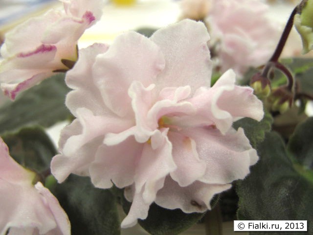 plant
