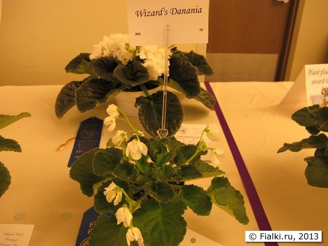 Wizard's Danania