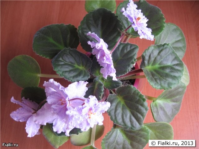 фэнтэзи фиеста