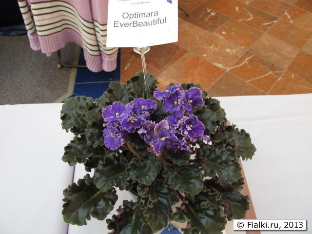 Optimara Ever Beatiful