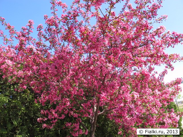 tree in bloom