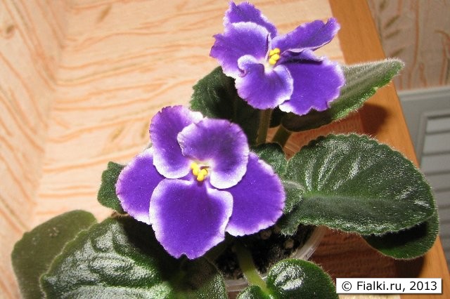 Rhapsody cora