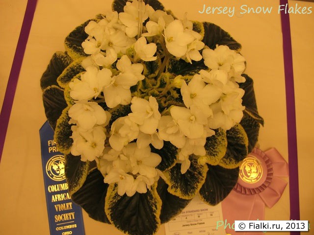Jersey Snow Flakes