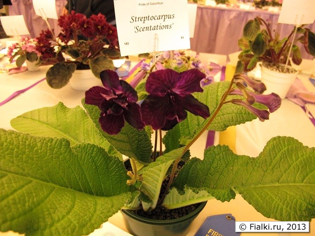 Streptocarpus 'Scentations'