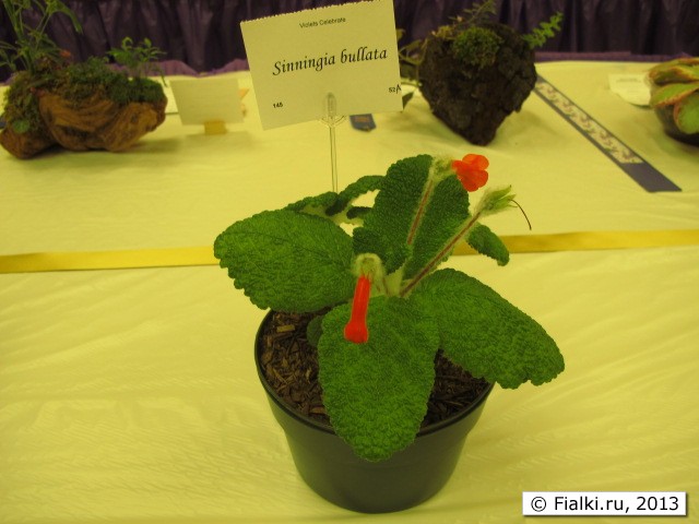 plant