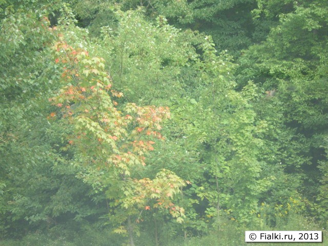 yellow leafs