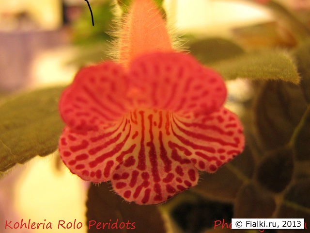 Kohleria 'Rolo Perodots'