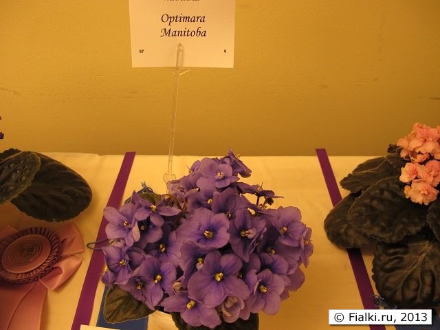 Optimara Manitoba