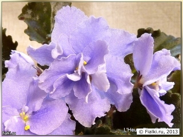 L’Heure Bleu, цветы