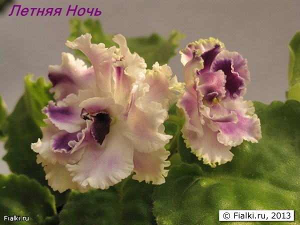 Летняя Ночь