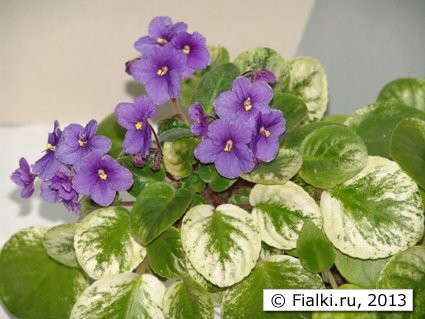 Река Иртыш