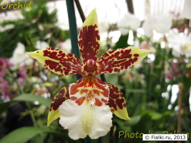 orchid