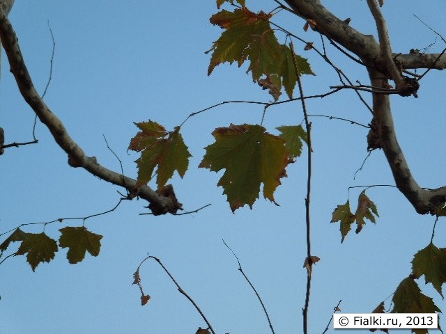 tree