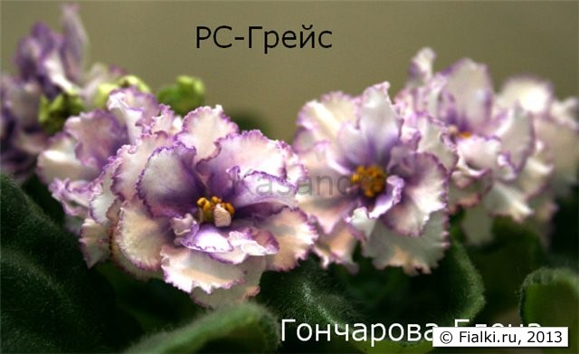 РС-Грейс