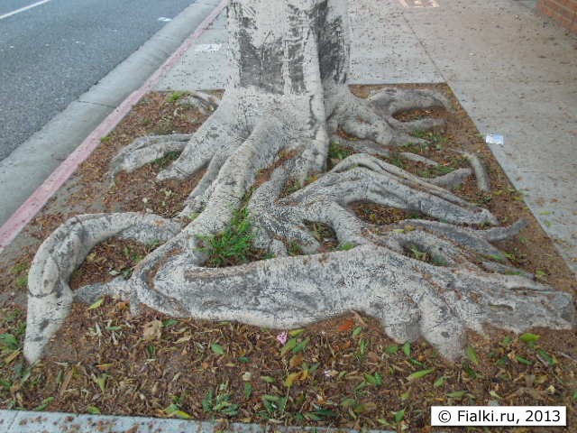 roots