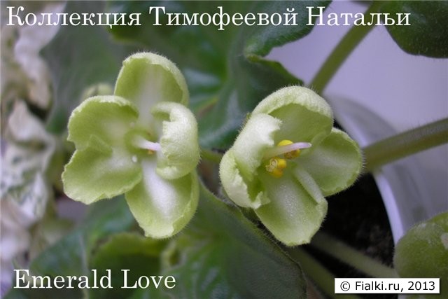 Emerald Love