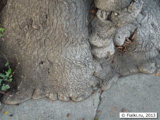 tree