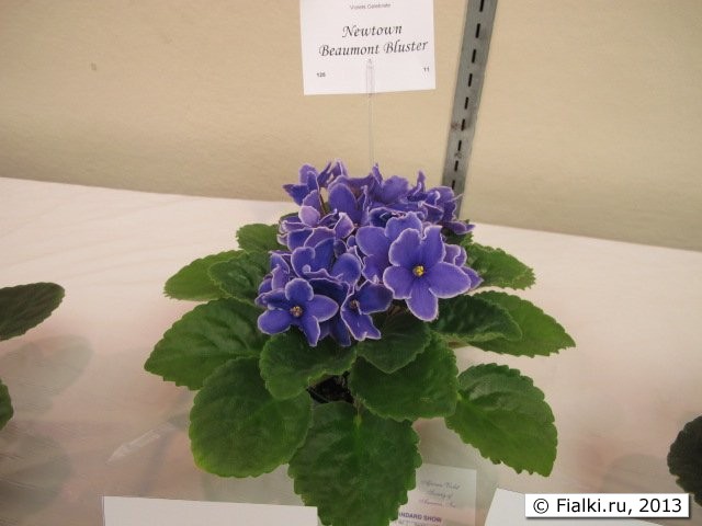 plant