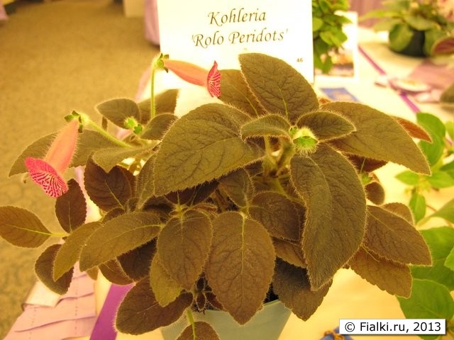 Kohleria 'Rolo Peridots'