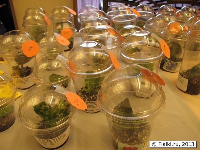 sales table