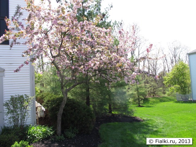 tree in bloom