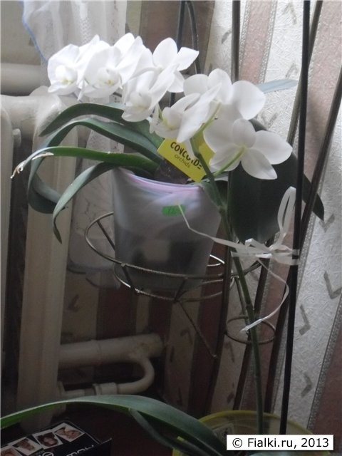 белая