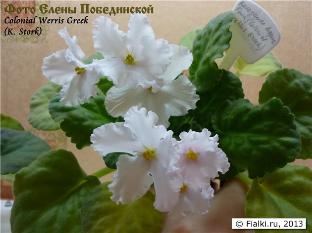 Colonial Werris Greek