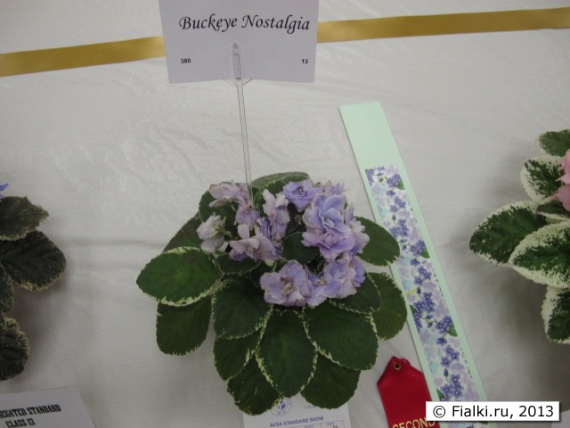 plant