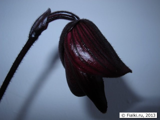 orchid