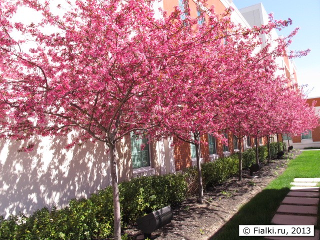 trees in bloom