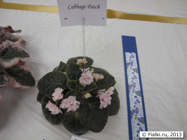 plant