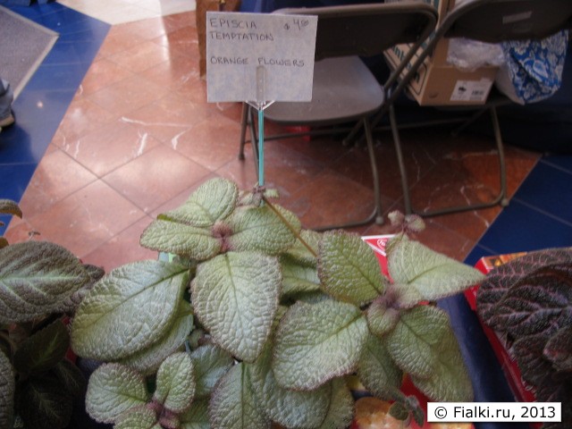 episcia