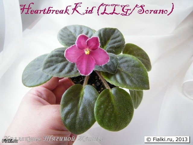 Heartbreak Kid (LLG/Sorano)