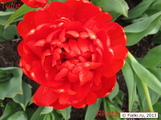 Tulip