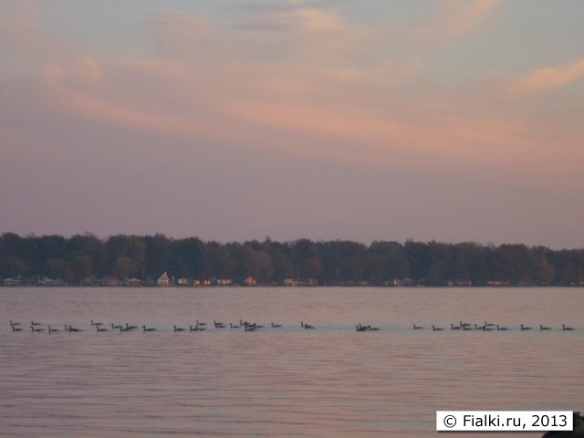 ducks 2