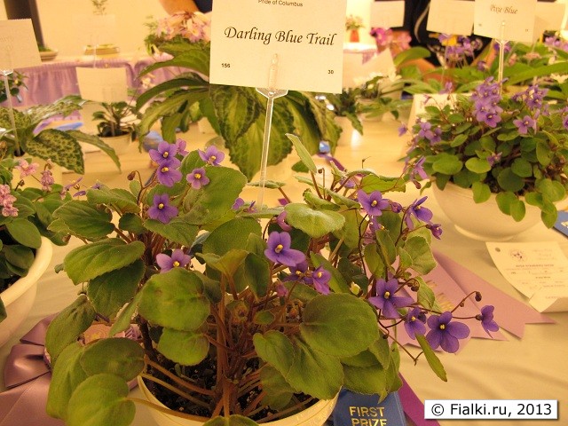 Darling Blue Trail