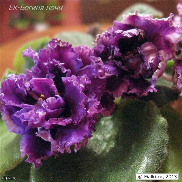 ЕК-Богиня ночи