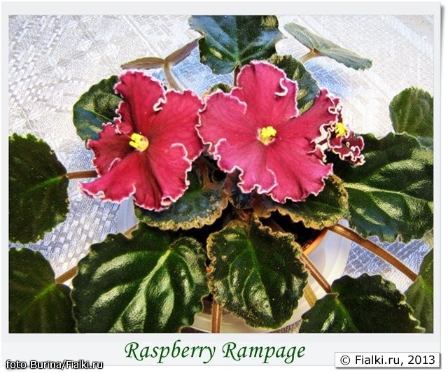 rasberry rampage