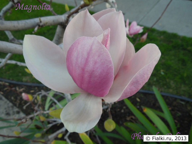 Magnolia
