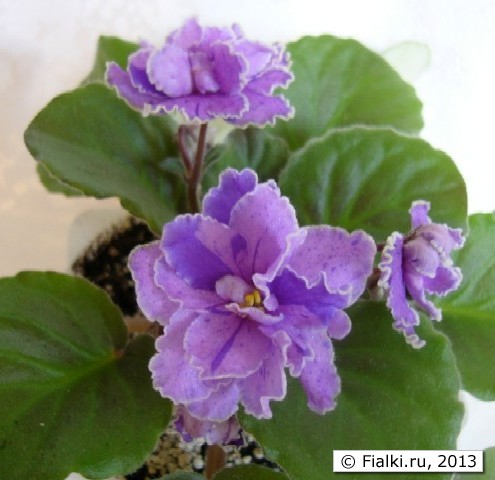 Flora Queen
