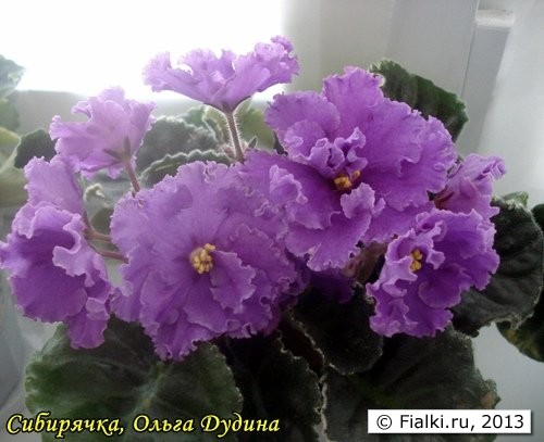 сибирячка