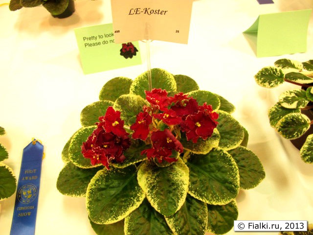 LE-Koster