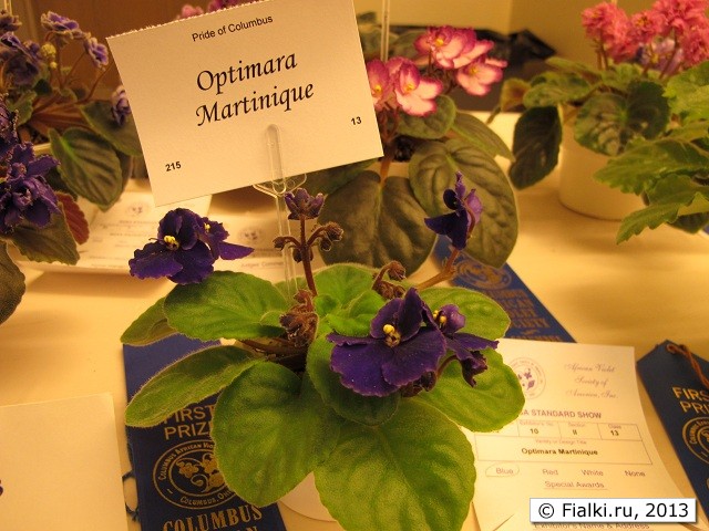 Выставка фиалок и геснериевых "Pride of Columbus" 28-29 апреля 2012 ...