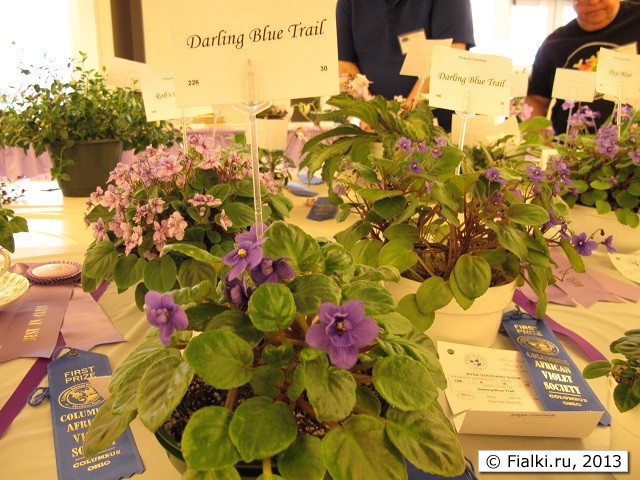 Darling Blue Trail