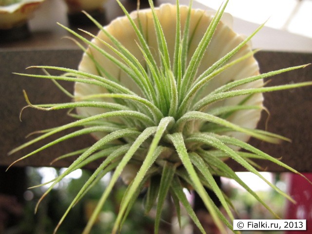 plant