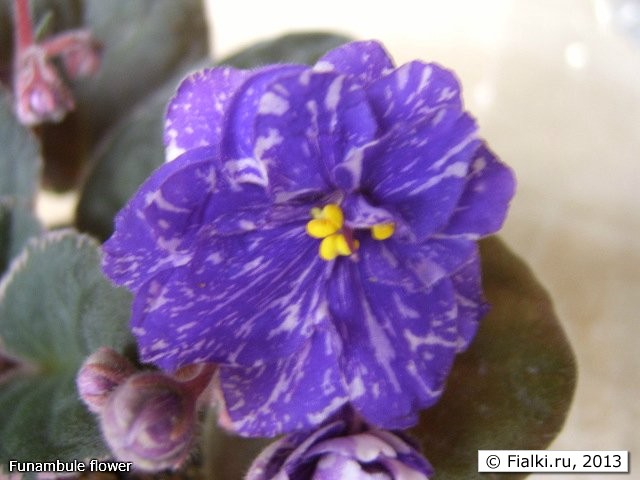 Funambule flower
